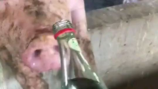 来来来,先吹一瓶在喝